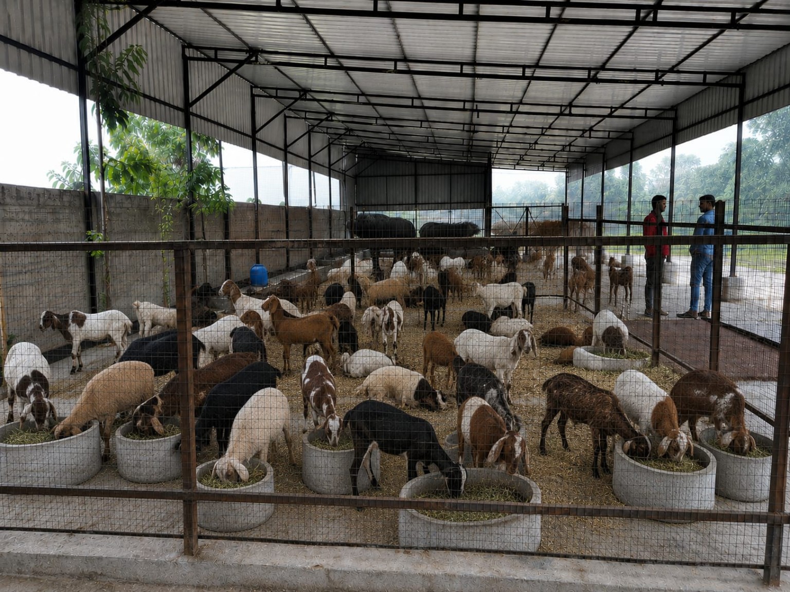 Sheep and goat farm